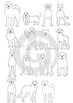 Group of large and middle dogs breeds hand drawn chart