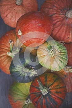 A group of large pumpkins on display for sale