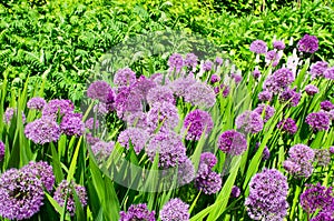 Group of large purple Alliums