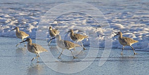 A group of large sandpipers walk along surf`s edge in California