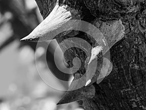 Bunch of Large Thorns on Tree Trunk