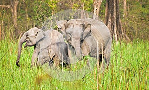 Group of large and small elephants walking on a meadow