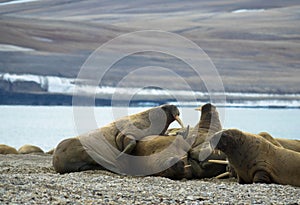 Group of large walrus on the beach. Svalbard, Norway.