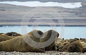 Group of large walrus on the beach. Svalbard, Norway.