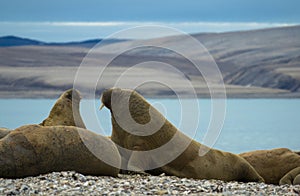 Group of large walrus on the beach. Svalbard, Norway.