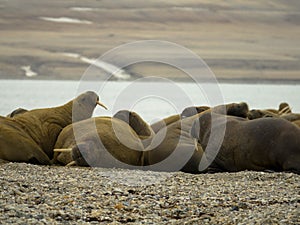 Group of large walrus on the beach. Svalbard, Norway.