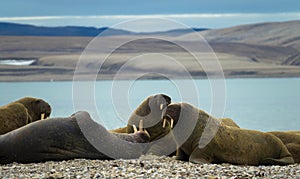 Group of large walrus on the beach. Svalbard, Norway.