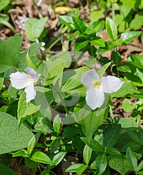 Group of Large White Flowered Trilliums, Trillium grandiflorum