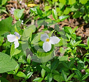 Group of Large White Flowered Trilliums, Trillium grandiflorum