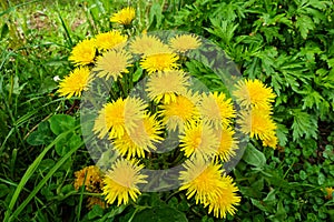 Group of large yellow dandelions in the meadow. Early spring