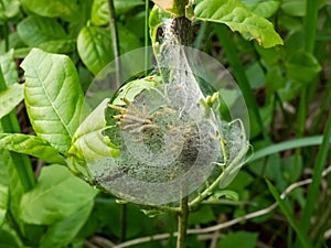 Group of Larvae of Bird-cherry ermine Yponomeuta evonymella pupate in tightly packed communal, white web on a tree trunk and