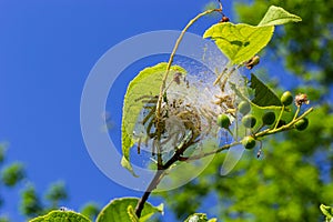 Group of Larvae of Bird-cherry ermine Yponomeuta evonymella pupate in tightly packed communal, white web on a tree trunk and