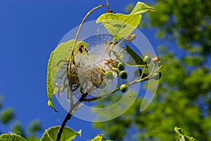 Group of Larvae of Bird-cherry ermine Yponomeuta evonymella pupate in tightly packed communal, white web on a tree trunk and