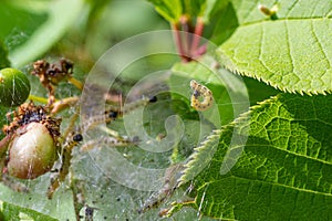 Group of Larvae of Bird-cherry ermine Yponomeuta evonymella pupate in tightly packed communal, white web on a tree trunk and