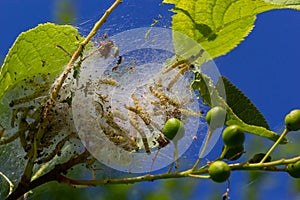 Group of Larvae of Bird-cherry ermine Yponomeuta evonymella pupate in tightly packed communal, white web on a tree trunk and