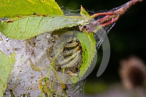 Group of Larvae of Bird-cherry ermine Yponomeuta evonymella pupate in tightly packed communal, white web on a tree trunk and