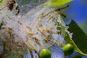 Group of Larvae of Bird-cherry ermine Yponomeuta evonymella pupate in tightly packed communal, white web on a tree trunk and