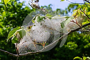 Group of Larvae of Bird-cherry ermine Yponomeuta evonymella pupate in tightly packed communal, white web on a tree trunk and