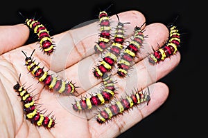 Group of last instar Leopard Lacewing Cethosia cyane caterpill