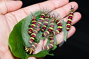 Group of last instar Leopard Lacewing Cethosia cyane caterpill