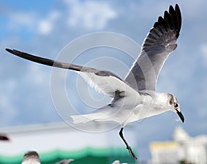Group of Laughing gull Seagull in south Florida Miami beach