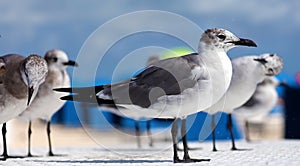 Group of Laughing gull Seagull in south Florida Miami beach