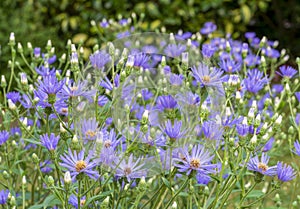 Group of lavender blue flowers of Michelmas daisy, Eurybia x herveyi â€˜Twilightâ€™ Aster macrophyllus `Twilight`