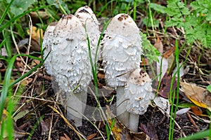 A group of Lawyer`s wig fungus Coprinus comatus, Zoetermeer, the netherlands