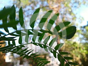 Group of leafs