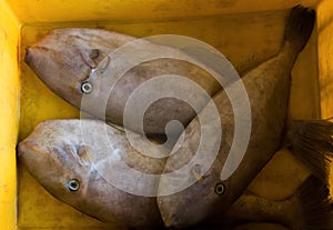 Group of leather jacket fishes on a container for sale