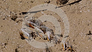 Group of Lemon-Clawed Fiddler Crabs Eating.