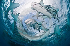 A group of Lemon sharks