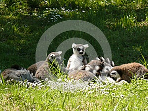 Group of a lemur Maki-catta