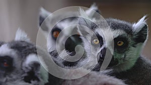 A group of lemurs. One of the group of lemurs yawns amusingly. A cute group of funny pussies