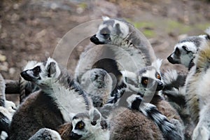 Group of lemurs playing on a tree at the zoo