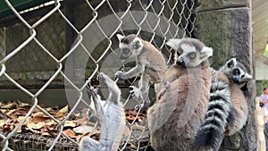 A group of lemurs sitting on a fence in a zoo observing the crowds passing