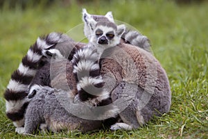 A group of lemurs sitting together photo