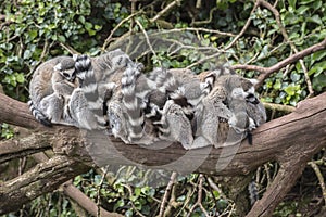 Group of lemurs on tree branch