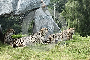 Group of Leopard