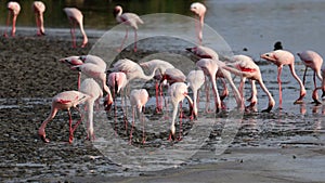 Group of lesser flamingos foraging in shallow water, South Africa