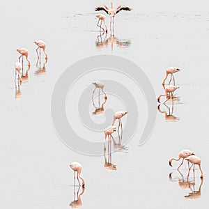 Group of lesser flamingos in the lake Magadi, Kenya with reflections on the water surface