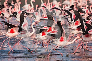 Group of lesser flamingos taking flight