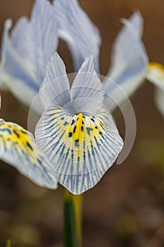 Group of light blue iris Katharine Hodgkin macro photogrpahy floral background.