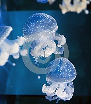 Group of light blue jellyfish