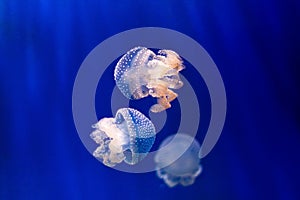 Group of light blue jellyfish on blue background