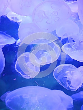 Group of light blue jellyfish