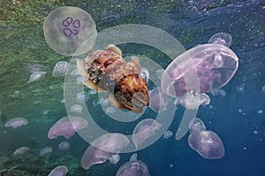 Group of light blue jellyfish