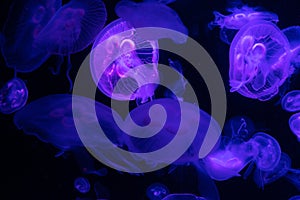 Group of light blue jellyfish. Marine background