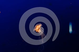 A group of light blue jellyfish swimming in a water