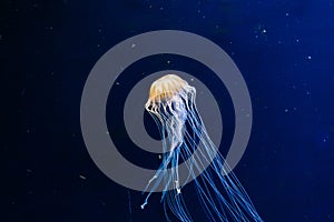 A group of light blue jellyfish swimming in a water